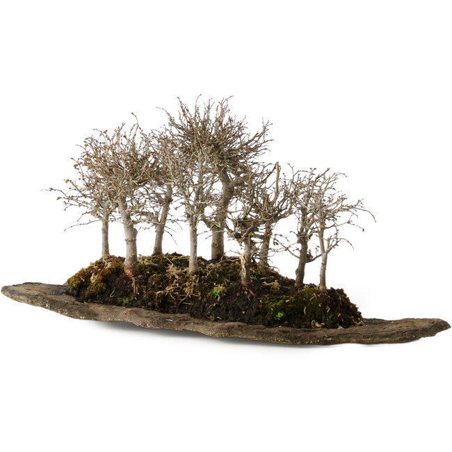 Zelkova serrata, 18 cm, ± 10 years old, on an artificial kurama stone slab