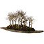 Zelkova serrata, 18 cm, ± 10 años de antigüedad, sobre una losa de piedra kurama artificial