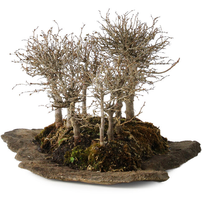 Zelkova serrata, 18 cm, ± 10 ans, sur une dalle de pierre artificielle kurama