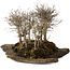 Zelkova serrata, 18 cm, ± 10 jaar oud, op een kunstmatige kurama-steenplaat