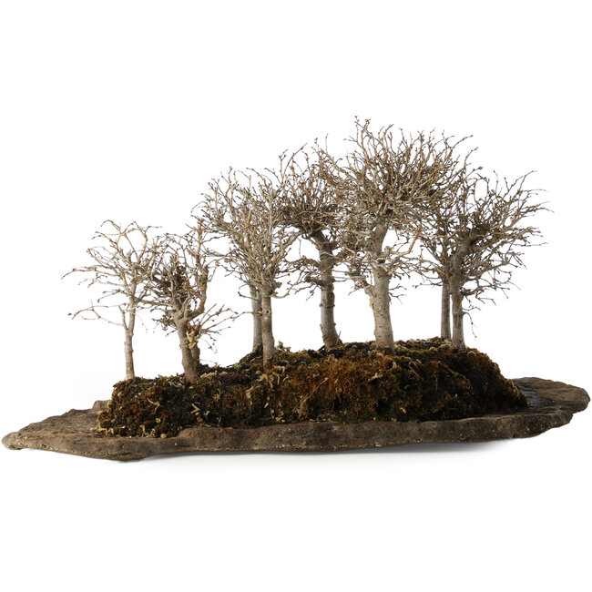 Zelkova serrata, 18 cm, ± 10 years old, on an artificial kurama stone slab