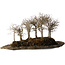 Zelkova serrata, 18 cm, ± 10 jaar oud, op een kunstmatige kurama-steenplaat