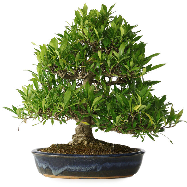 Gardenia jasminoides, 34 cm, ± 25 jaar oud, met een nebari van 11 cm