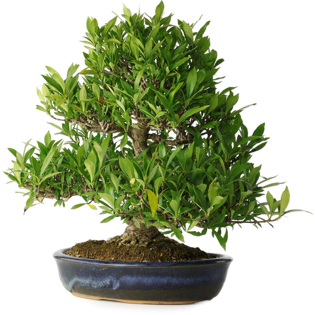 Gardenia jasminoides, 34 cm, ± 25 jaar oud, met een nebari van 11 cm