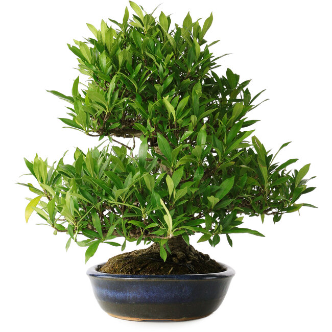 Gardenia jasminoides, 34 cm, ± 25 años, con un nebari de 11 cm