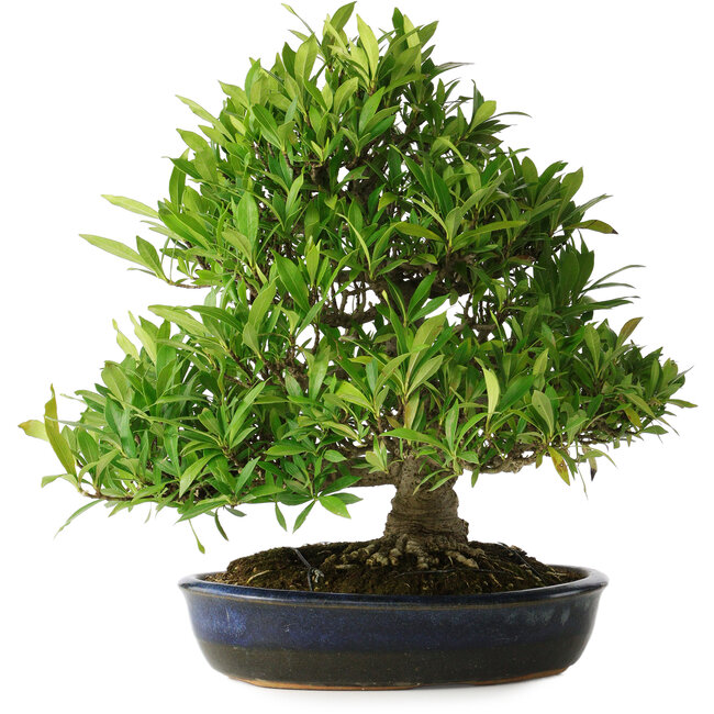 Gardenia jasminoides, 34 cm, ± 25 years old, with a nebari of 11 cm