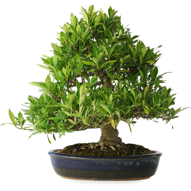 Gardenia jasminoides, 34 cm, ± 25 anni, con un nebari di 11 cm