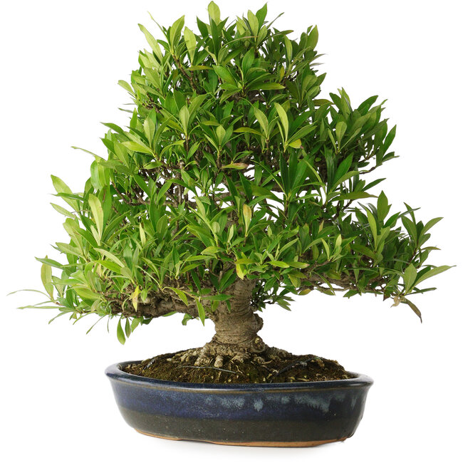 Gardenia jasminoides, 34 cm, ± 25 Jahre alt, mit einem Nebari von 11 cm