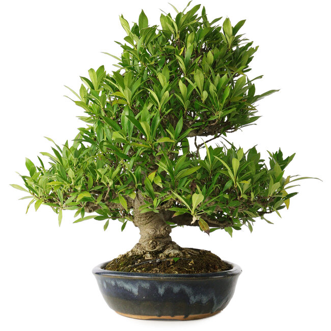 Gardenia jasminoides, 34 cm, ± 25 anni, con un nebari di 11 cm