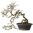 Crataegus cuneata, 30 cm, ± 35 jaar oud, met een nebari van 12 cm, in een handgemaakte oude Chinese pot