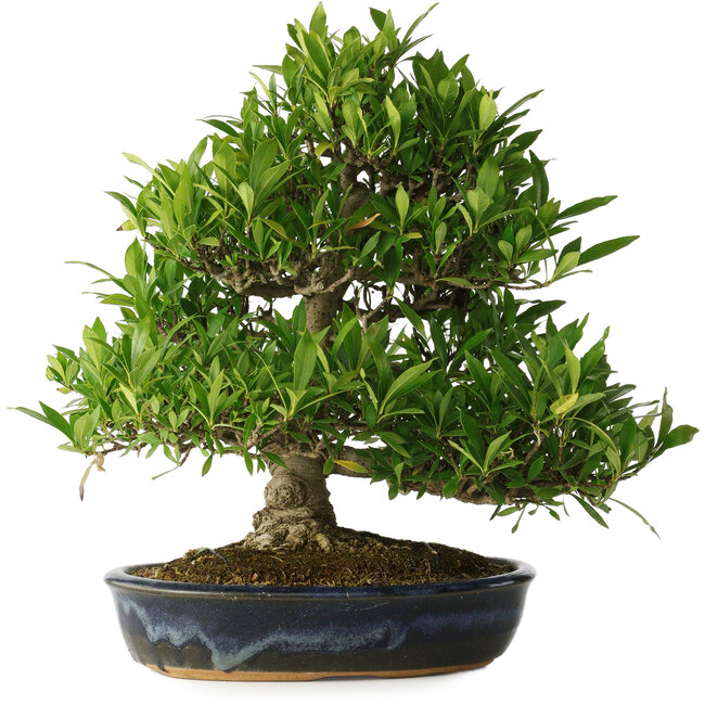 Gardenia jasminoides, 34 cm, ± 25 years old, with a nebari of 11 cm