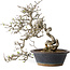Crataegus cuneata, 30 cm, ± 35 jaar oud, met een nebari van 12 cm, in een handgemaakte oude Chinese pot