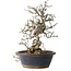 Crataegus cuneata, 30 cm, ± 35 jaar oud, met een nebari van 12 cm, in een handgemaakte oude Chinese pot