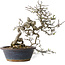 Crataegus cuneata, 30 cm, ± 35 jaar oud, met een nebari van 12 cm, in een handgemaakte oude Chinese pot