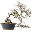 Crataegus cuneata, 30 cm, ± 35 jaar oud, met een nebari van 12 cm, in een handgemaakte oude Chinese pot