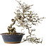 Crataegus cuneata, 30 cm, ± 35 anni, con un nebari di 12 cm, in un antico vaso cinese fatto a mano