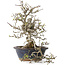 Crataegus cuneata, 30 cm, ± 35 jaar oud, met een nebari van 12 cm, in een handgemaakte oude Chinese pot