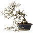 Crataegus cuneata, 30 cm, ± 35 jaar oud, met een nebari van 12 cm, in een handgemaakte oude Chinese pot