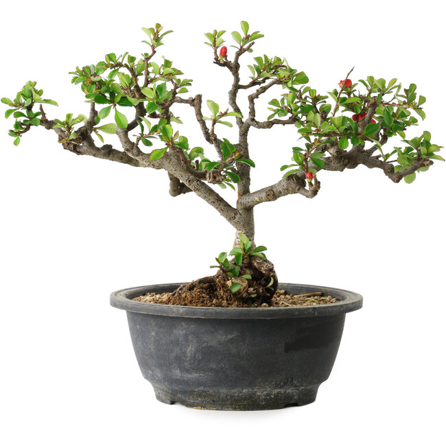 Chaenomeles speciosa, 22 cm, ± 20 años, con un nebari de 8 cm