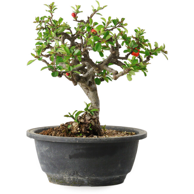 Chaenomeles speciosa, 22 cm, ± 20 years old, with a nebari of 8 cm