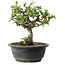Chaenomeles speciosa, 22 cm, ± 20 jaar oud, met een nebari van 8 cm