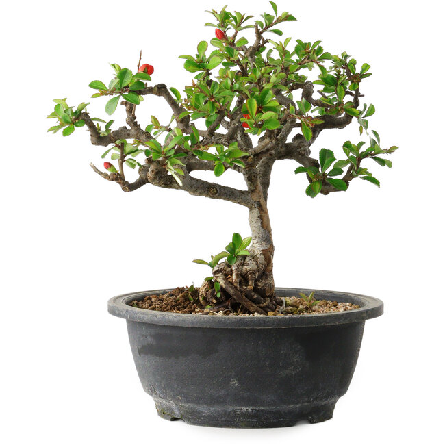 Chaenomeles speciosa, 22 cm, ± 20 años, con un nebari de 8 cm