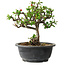 Chaenomeles speciosa, 22 cm, ± 20 anni, con un nebari di 8 cm