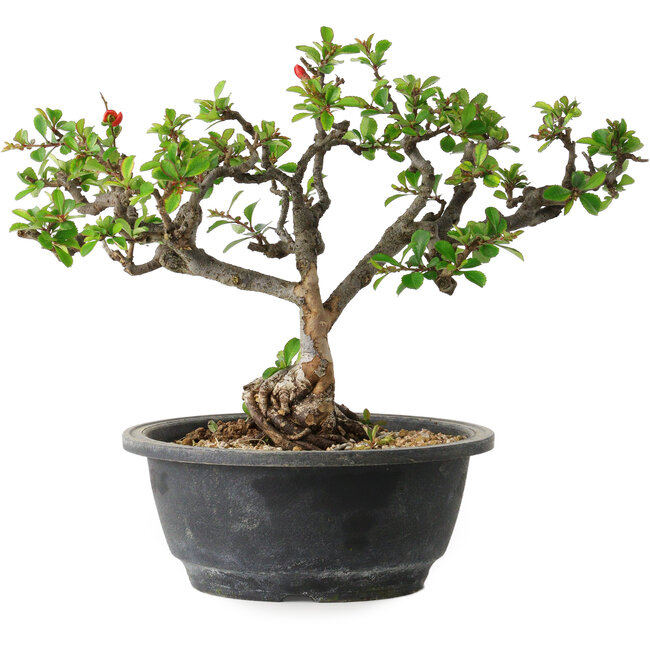 Chaenomeles speciosa, 22 cm, ± 20 ans, avec un nebari de 8 cm