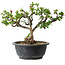 Chaenomeles speciosa, 22 cm, ± 20 jaar oud, met een nebari van 8 cm