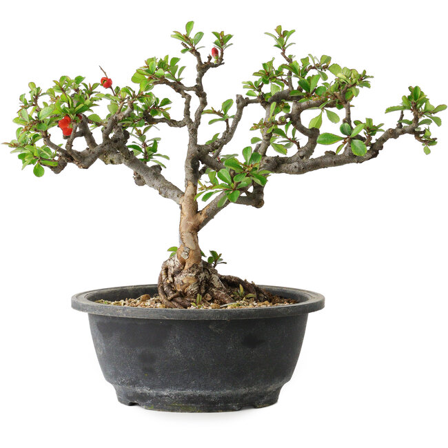 Chaenomeles speciosa, 22 cm, ± 20 anni, con un nebari di 8 cm