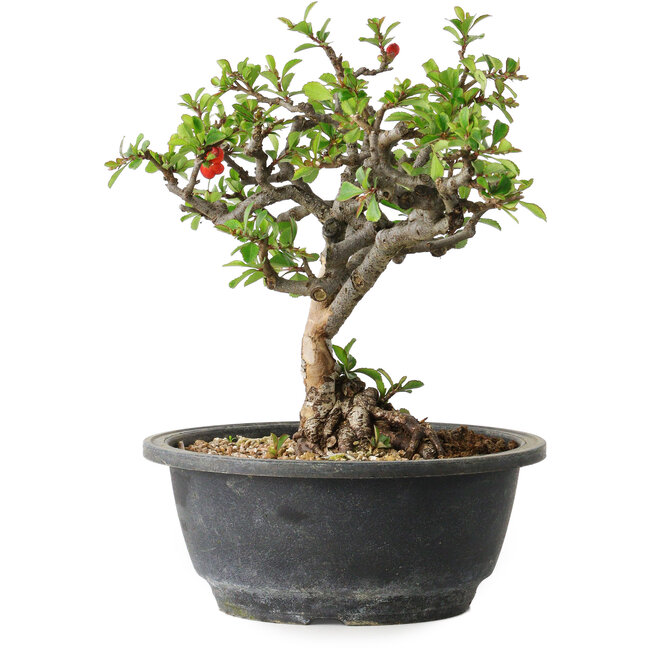 Chaenomeles speciosa, 22 cm, ± 20 años, con un nebari de 8 cm