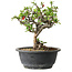 Chaenomeles speciosa, 22 cm, ± 20 jaar oud, met een nebari van 8 cm