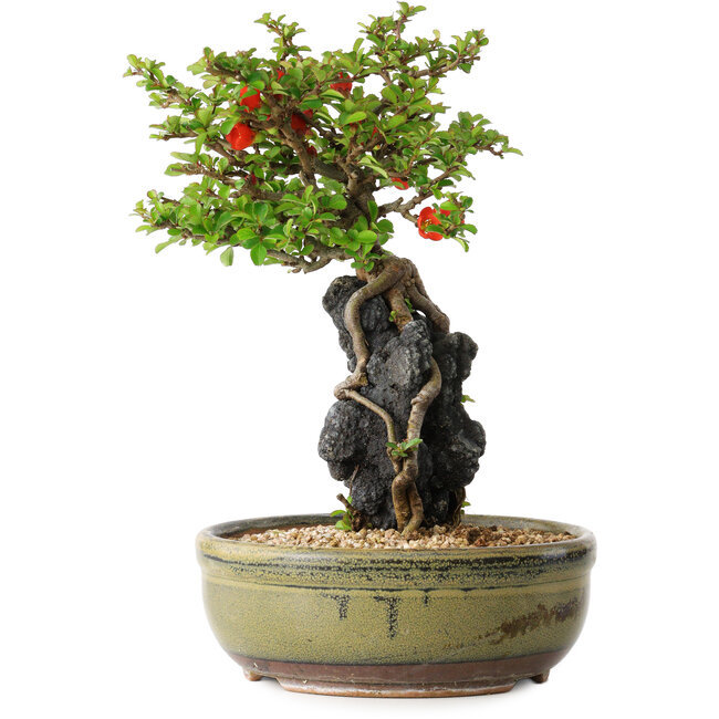 Chaenomeles speciosa, 21 cm, ± 20 jaar oud, met een steen van 6,5 cm in diameter