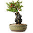 Chaenomeles speciosa, 21 cm, ± 20 jaar oud, met een steen van 6,5 cm in diameter