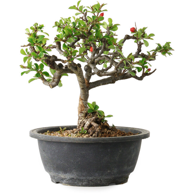 Chaenomeles speciosa, 22 cm, ± 20 years old, with a nebari of 8 cm