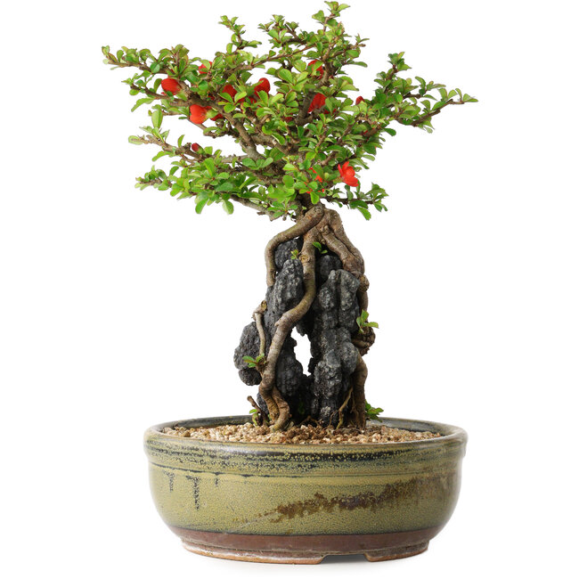 Chaenomeles speciosa, 21 cm, ± 20 jaar oud, met een steen van 6,5 cm in diameter