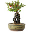 Chaenomeles speciosa, 21 cm, ± 20 Jahre alt, mit einem Stein von 6,5 cm Durchmesser