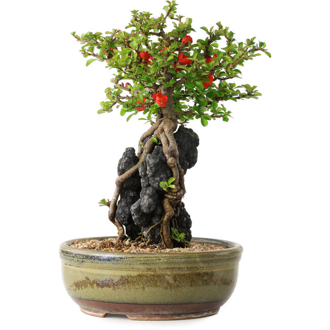 Chaenomeles speciosa, 21 cm, ± 20 anni, con una roccia di 6,5 cm di diametro
