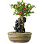 Chaenomeles speciosa, 21 cm, ± 20 años, con una roca de 6,5 cm de diámetro