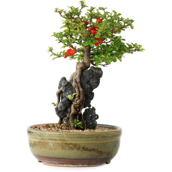 Chaenomeles speciosa, 21 cm, ± 20 jaar oud, met een steen van 6,5 cm in diameter
