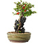 Chaenomeles speciosa, 21 cm, ± 20 Jahre alt, mit einem Stein von 6,5 cm Durchmesser
