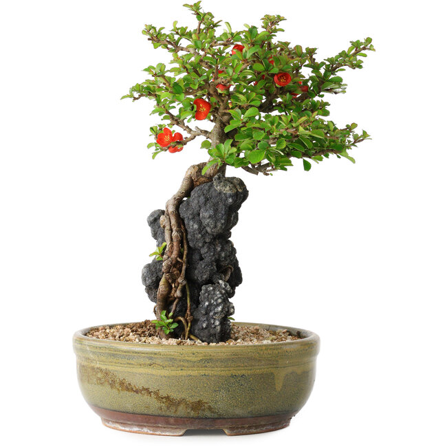 Chaenomeles speciosa, 21 cm, ± 20 anni, con una roccia di 6,5 cm di diametro