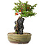 Chaenomeles speciosa, 21 cm, ± 20 Jahre alt, mit einem Stein von 6,5 cm Durchmesser