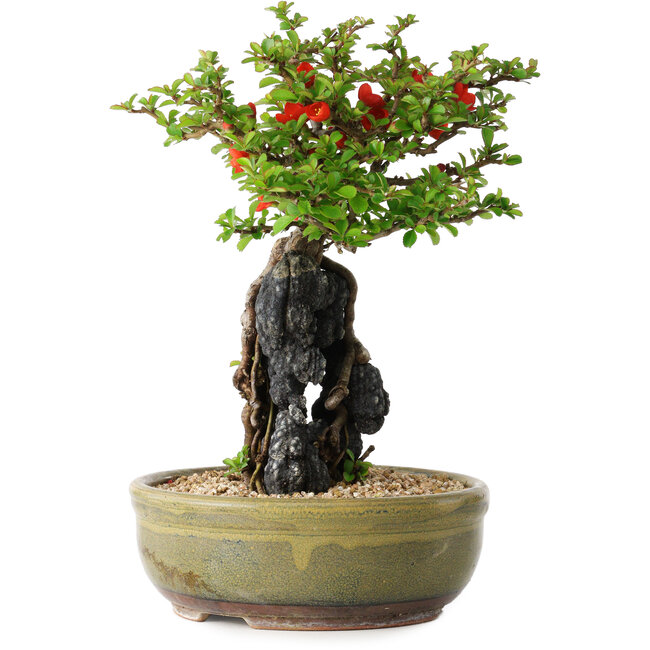 Chaenomeles speciosa, 21 cm, ± 20 anni, con una roccia di 6,5 cm di diametro