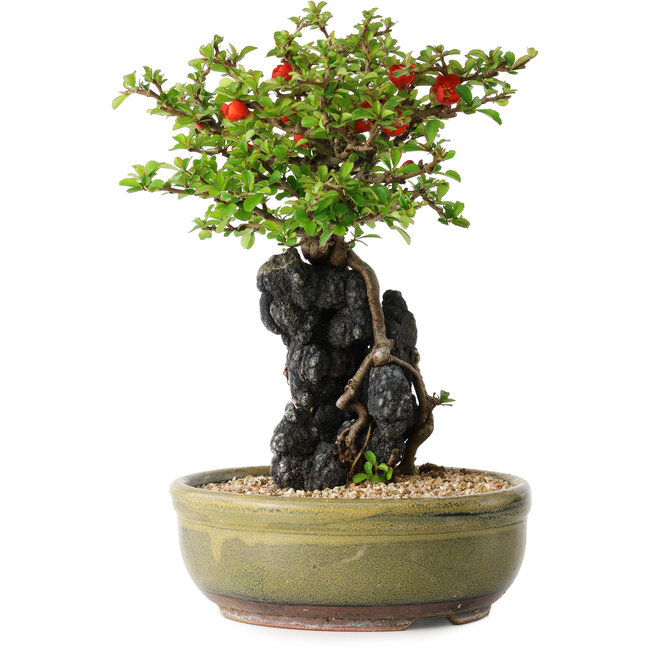 Chaenomeles speciosa, 21 cm, ± 20 jaar oud, met een steen van 6,5 cm in diameter