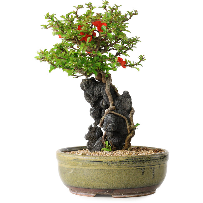 Chaenomeles speciosa, 21 cm, ± 20 jaar oud, met een steen van 6,5 cm in diameter