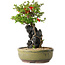 Chaenomeles speciosa, 21 cm, ± 20 Jahre alt, mit einem Stein von 6,5 cm Durchmesser