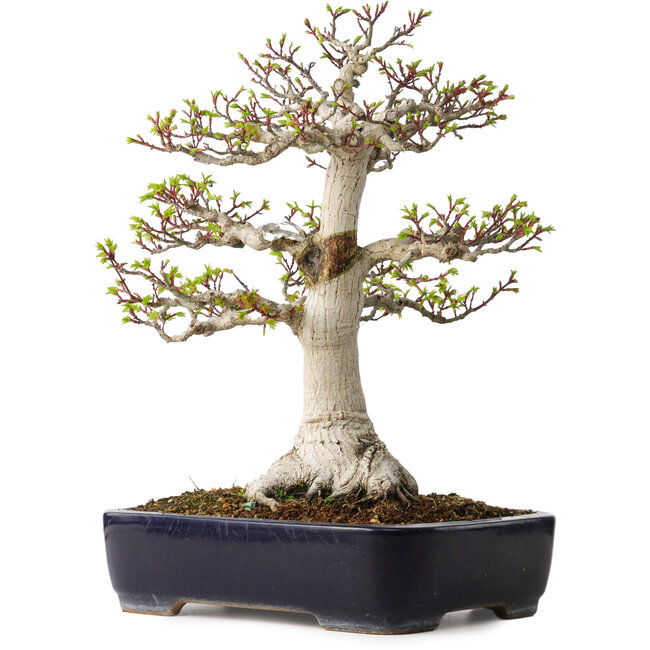 Acer palmatum Shishigashira, 46 cm, ± 35 ans, avec un nebari de 19 cm, dans un pot japonais fait main par Yamafusa