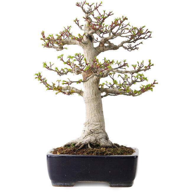 Acer palmatum Shishigashira, 46 cm, ± 35 ans, avec un nebari de 19 cm, dans un pot japonais fait main par Yamafusa