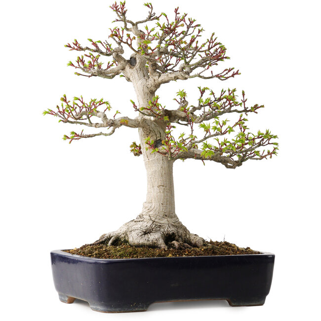 Acer palmatum Shishigashira, 46 cm, ± 35 jaar oud, met een nebari van 19 cm, in een handgemaakte Japanse pot van Yamafusa